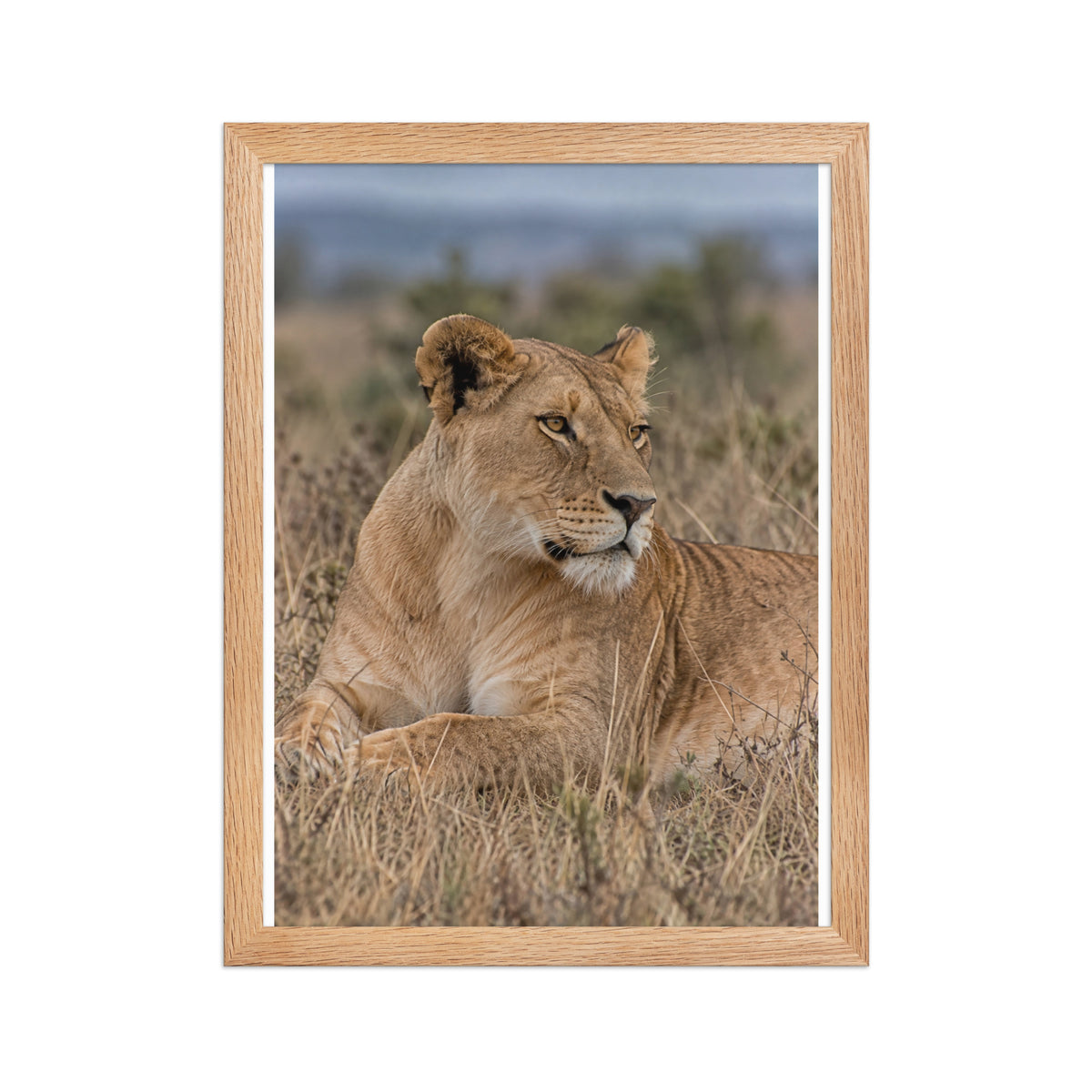 Poster encadré chêne Lionne couchée - aperçu 2