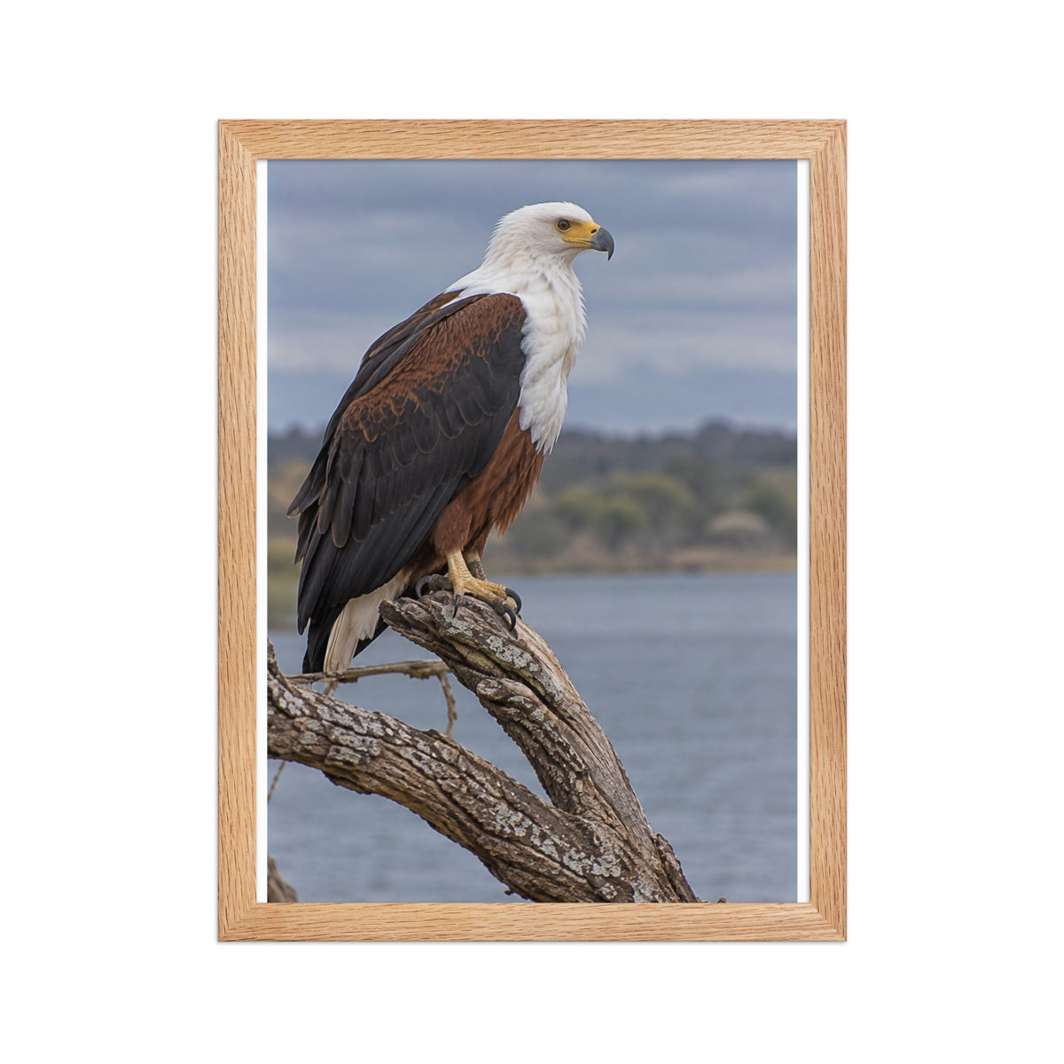 Poster encadré chêne Aigle pêcheur d'Afrique - aperçu 2