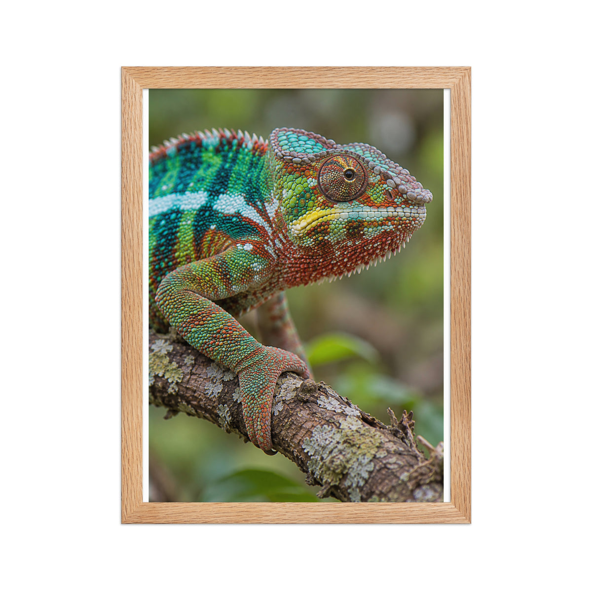 Poster encadré chêne Caméléon panthère - aperçu 2