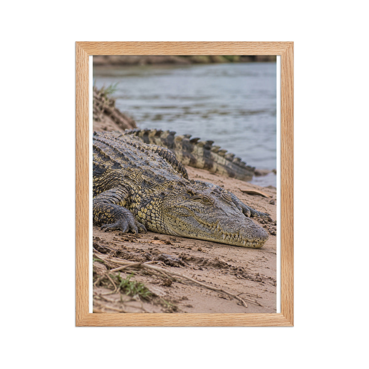 Poster encadré chêne Crocodile du Nil - aperçu 2