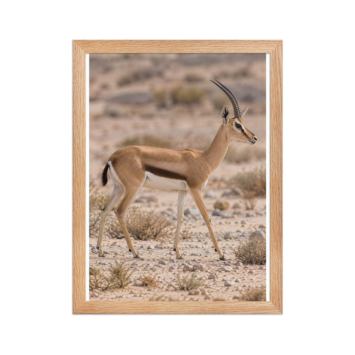 Poster encadré chêne Gazelle dorcas - aperçu 2