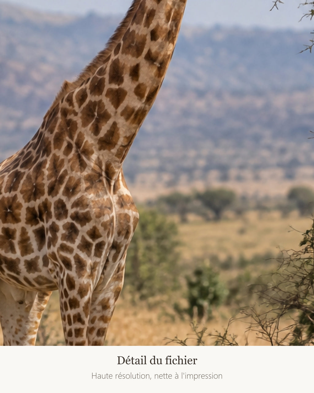 Poster Girafe à Imprimer - Affiche Nature - Décoration Murale - Téléchargement Numérique