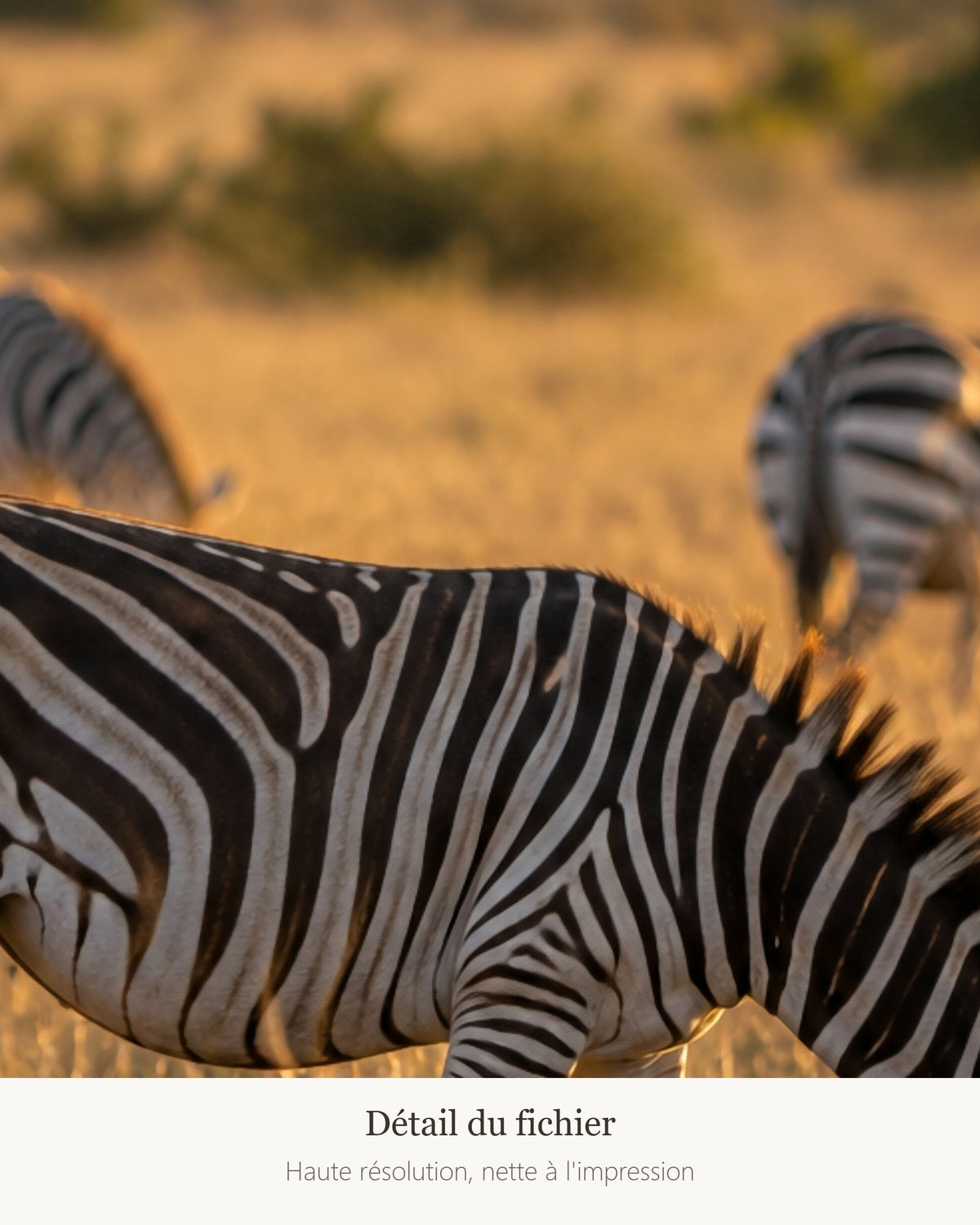 Poster Zèbres dans la Savane à Imprimer - Affiche Nature - Décoration Murale - Téléchargement Numérique