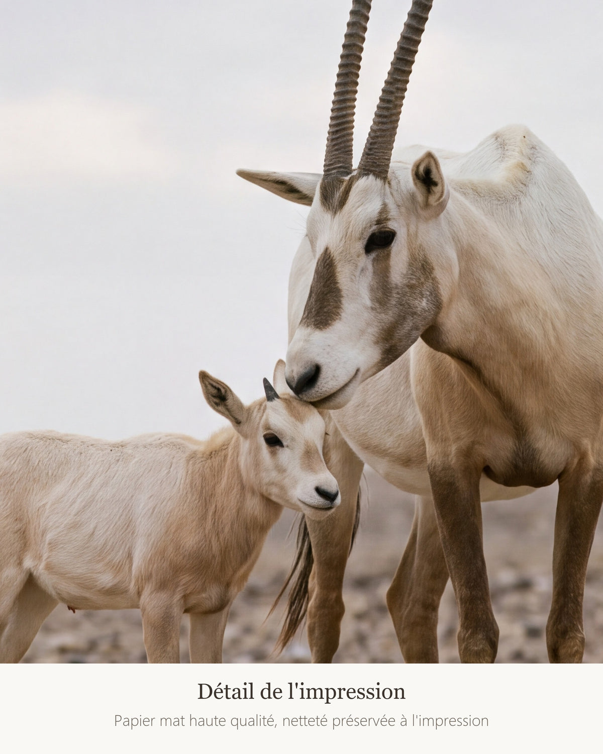 Poster Oryx d'Arabie et son Petit Sans Cadre - Affiche Nature - Papier Mat - Décoration Murale