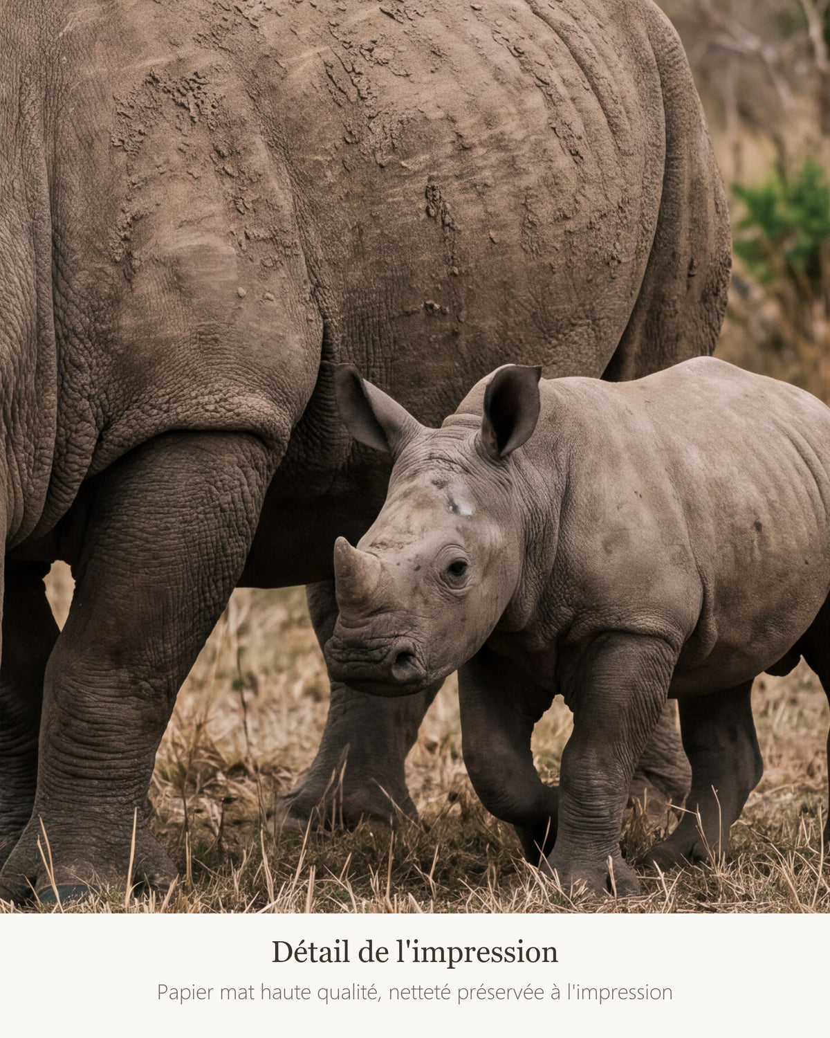 Poster Rhinocéros Blanc et son Petit Sans Cadre - Affiche Nature - Papier Mat - Décoration Murale