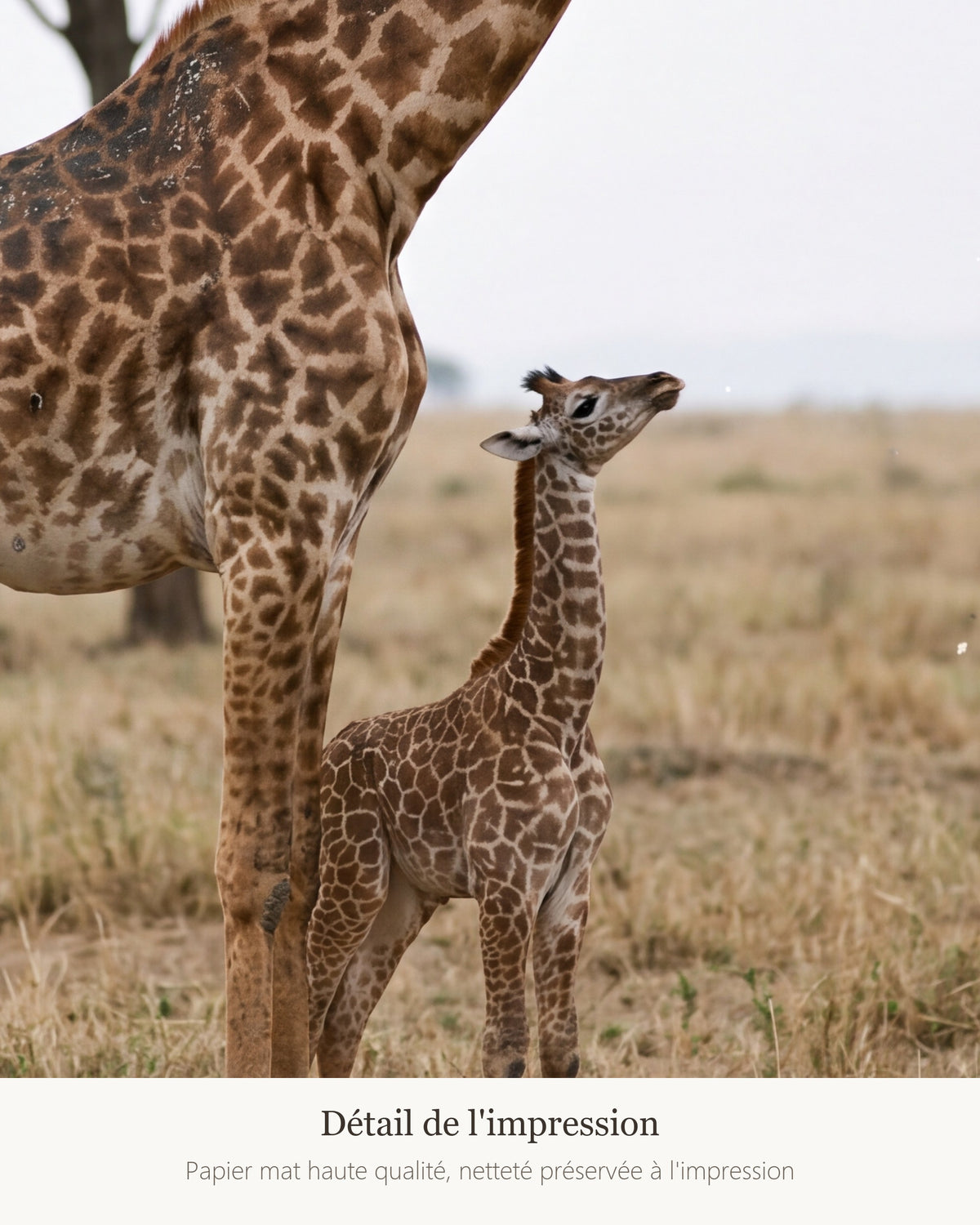 Poster Girafe et son Girafon Sans Cadre - Affiche Nature - Papier Mat - Décoration Murale