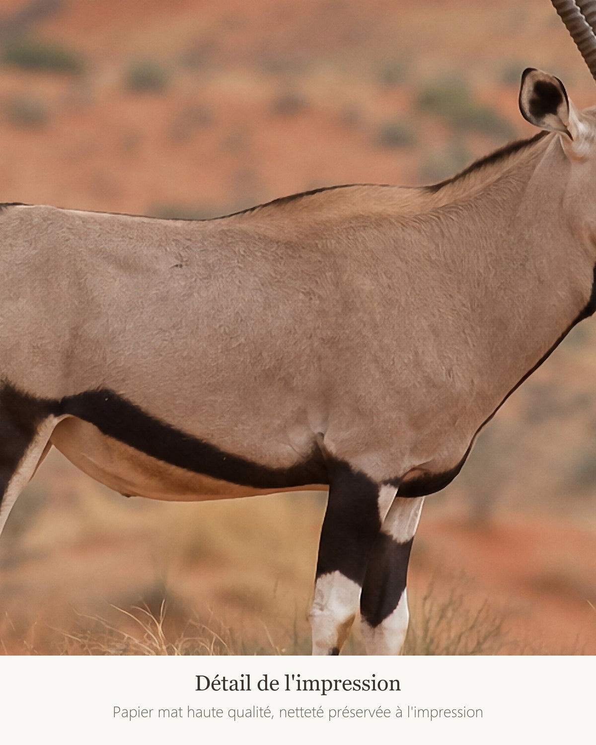 Poster Kalahari et oryx Sans Cadre - Affiche Animaux Sauvages - Papier Mat - Décoration Murale