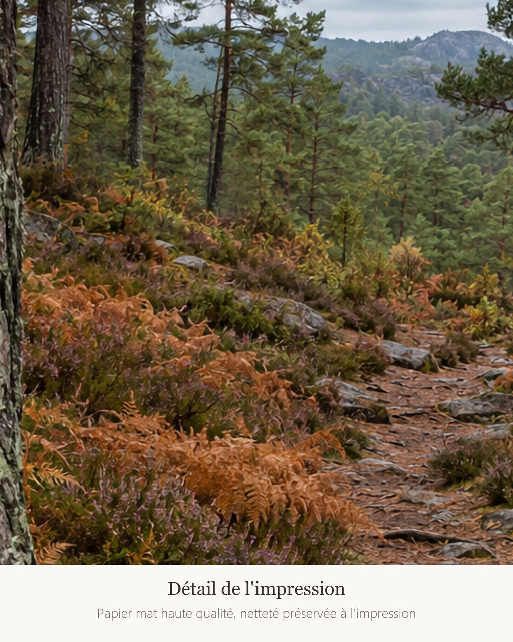 Poster Sentier en forêt de pins Sans Cadre - Affiche Nature - Papier Mat - Décoration Murale
