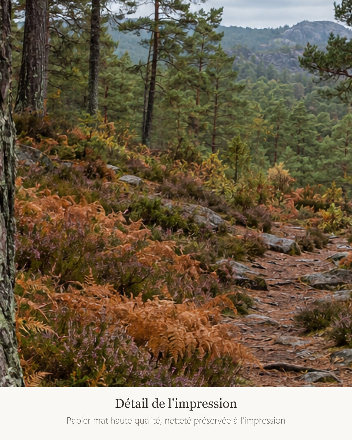 Poster Sentier en forêt de pins Sans Cadre - Affiche Nature - Papier Mat - Décoration Murale