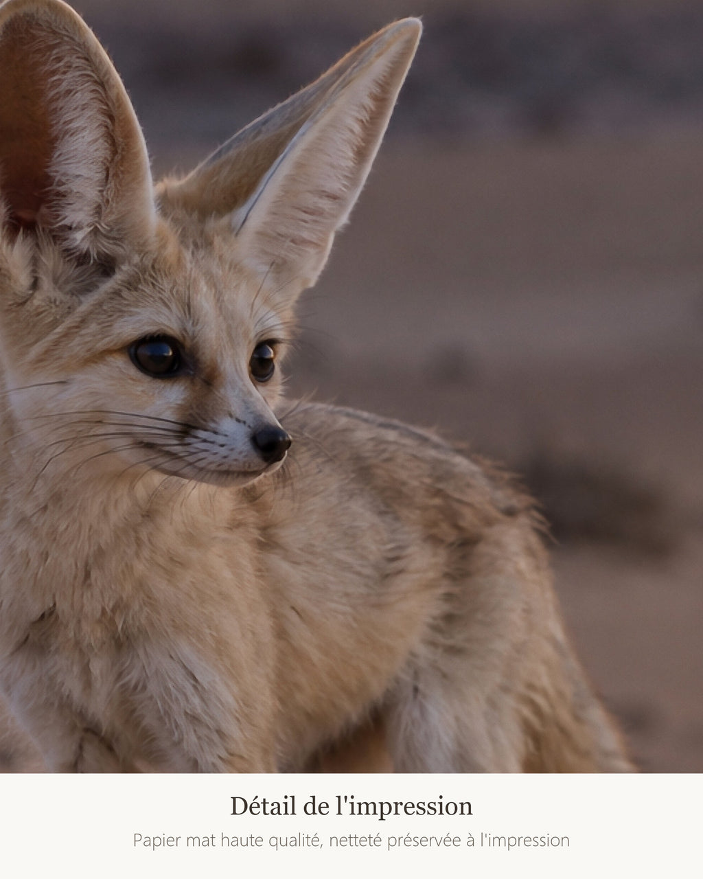 Poster Renard fennec Sans Cadre - Affiche Animaux Sauvages - Papier Mat - Décoration Murale