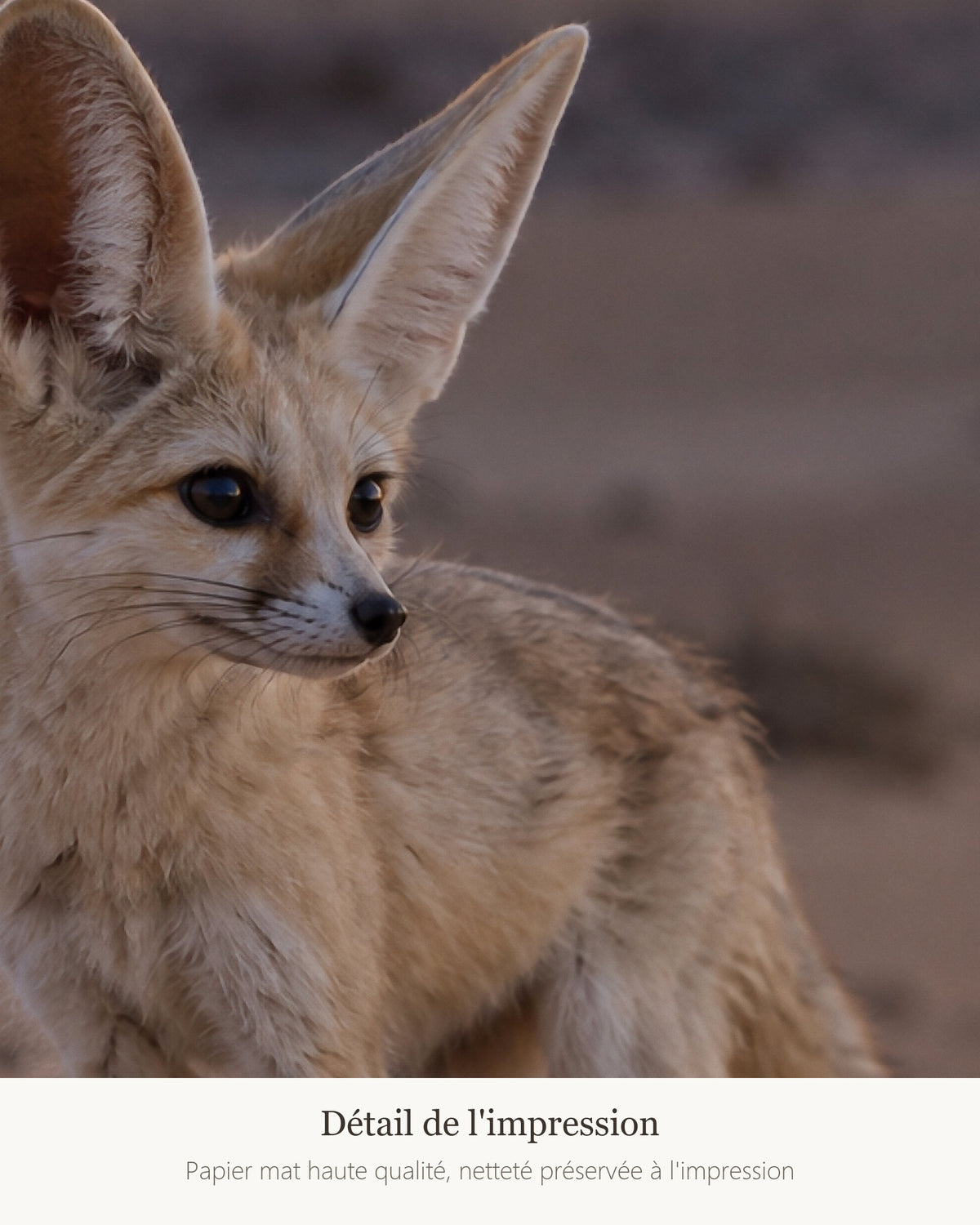 Poster Renard fennec Sans Cadre - Affiche Animaux Sauvages - Papier Mat - Décoration Murale