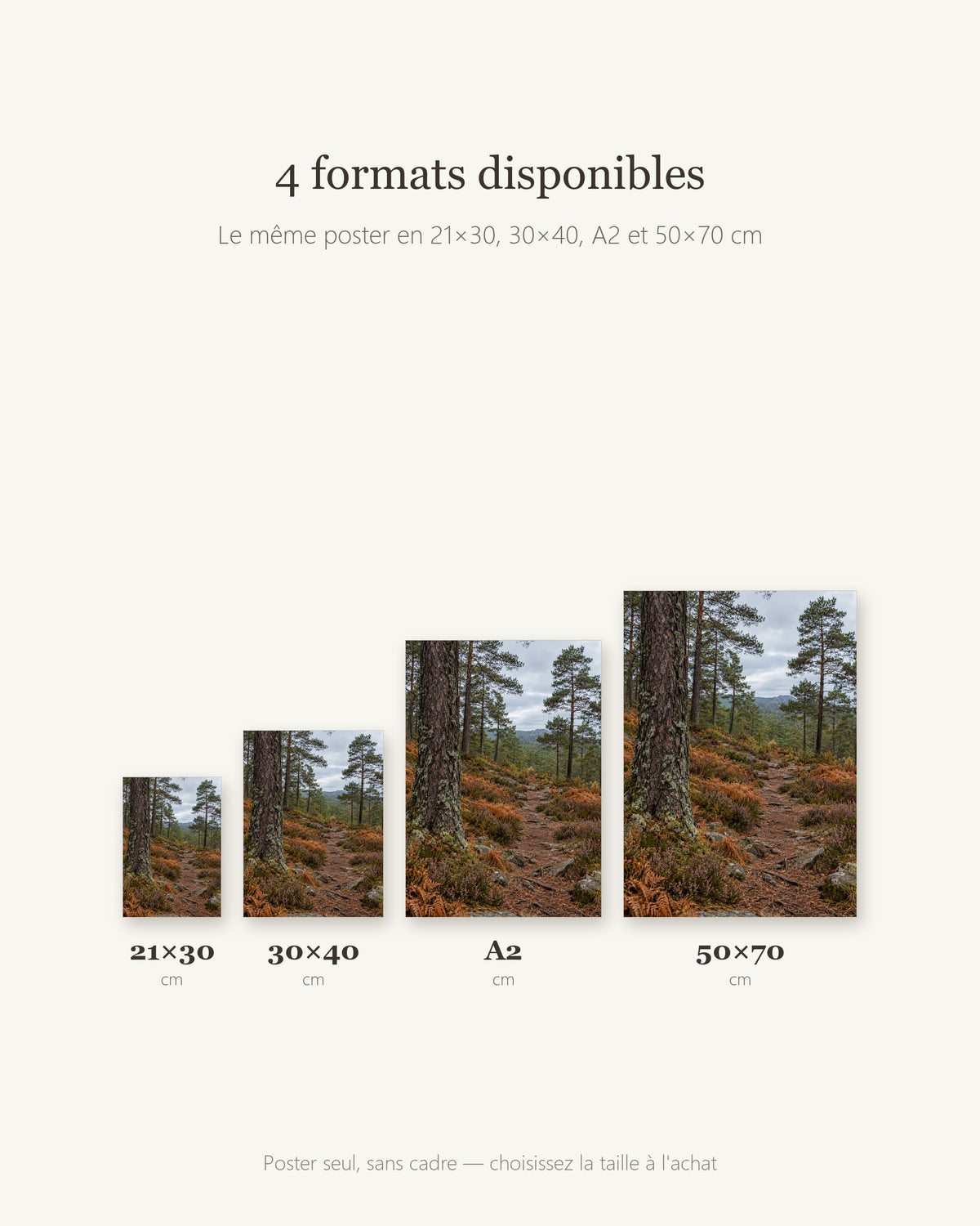 Poster Sentier en forêt de pins Sans Cadre - Affiche Nature - Papier Mat - Décoration Murale