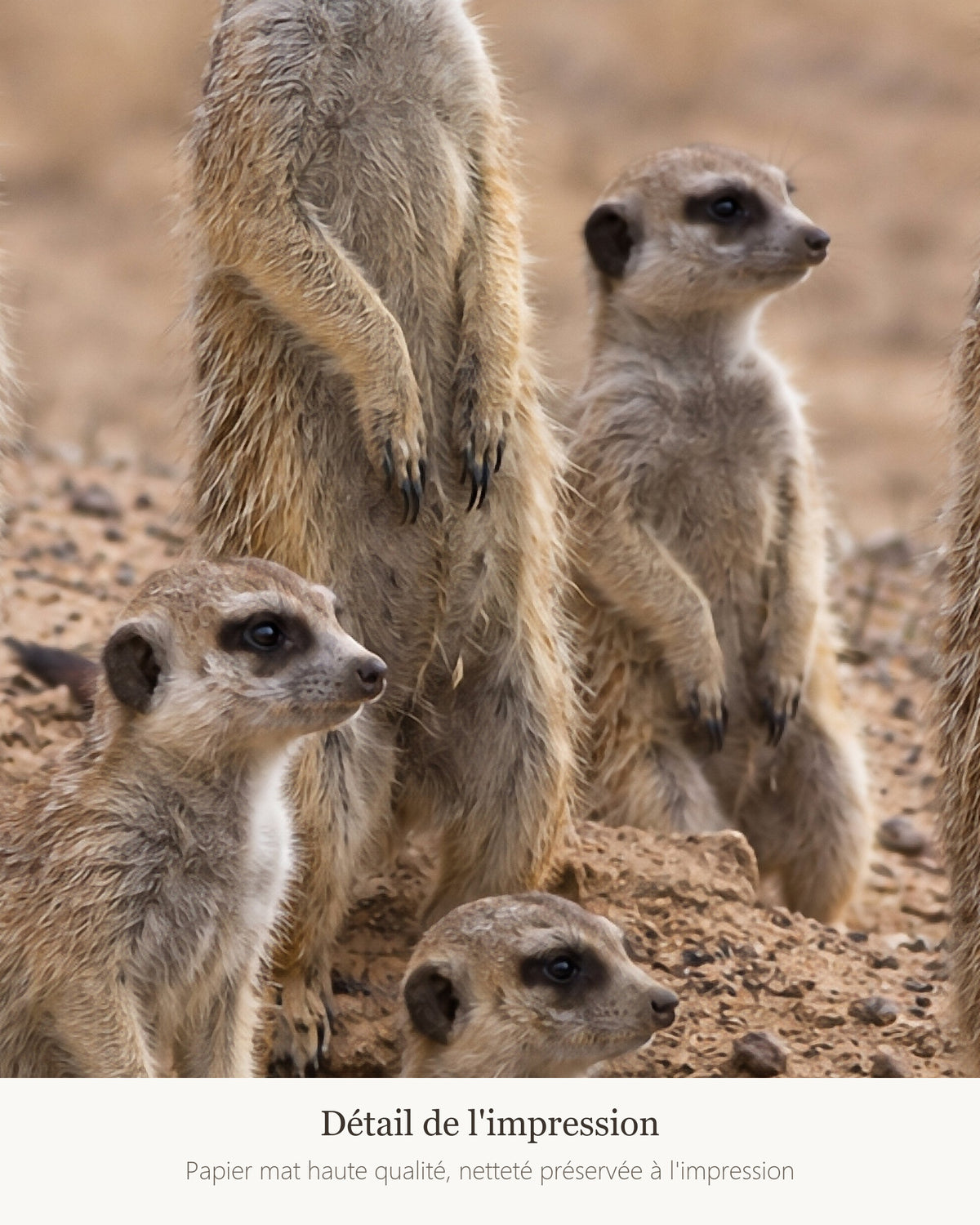 Poster Suricates Sans Cadre - Affiche Animaux Sauvages - Papier Mat - Décoration Murale