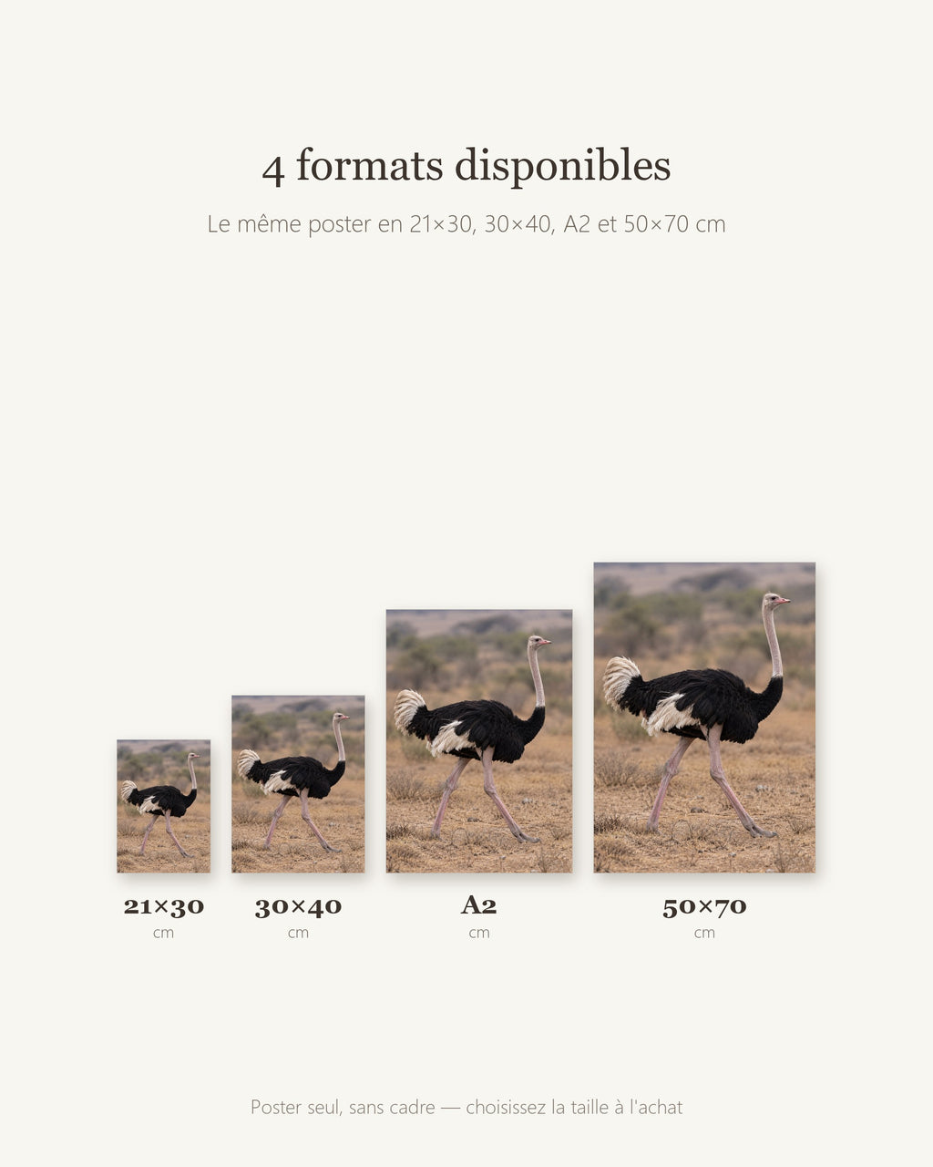 Poster Autruche Sans Cadre - Affiche Animaux Sauvages - Papier Mat - Décoration Murale