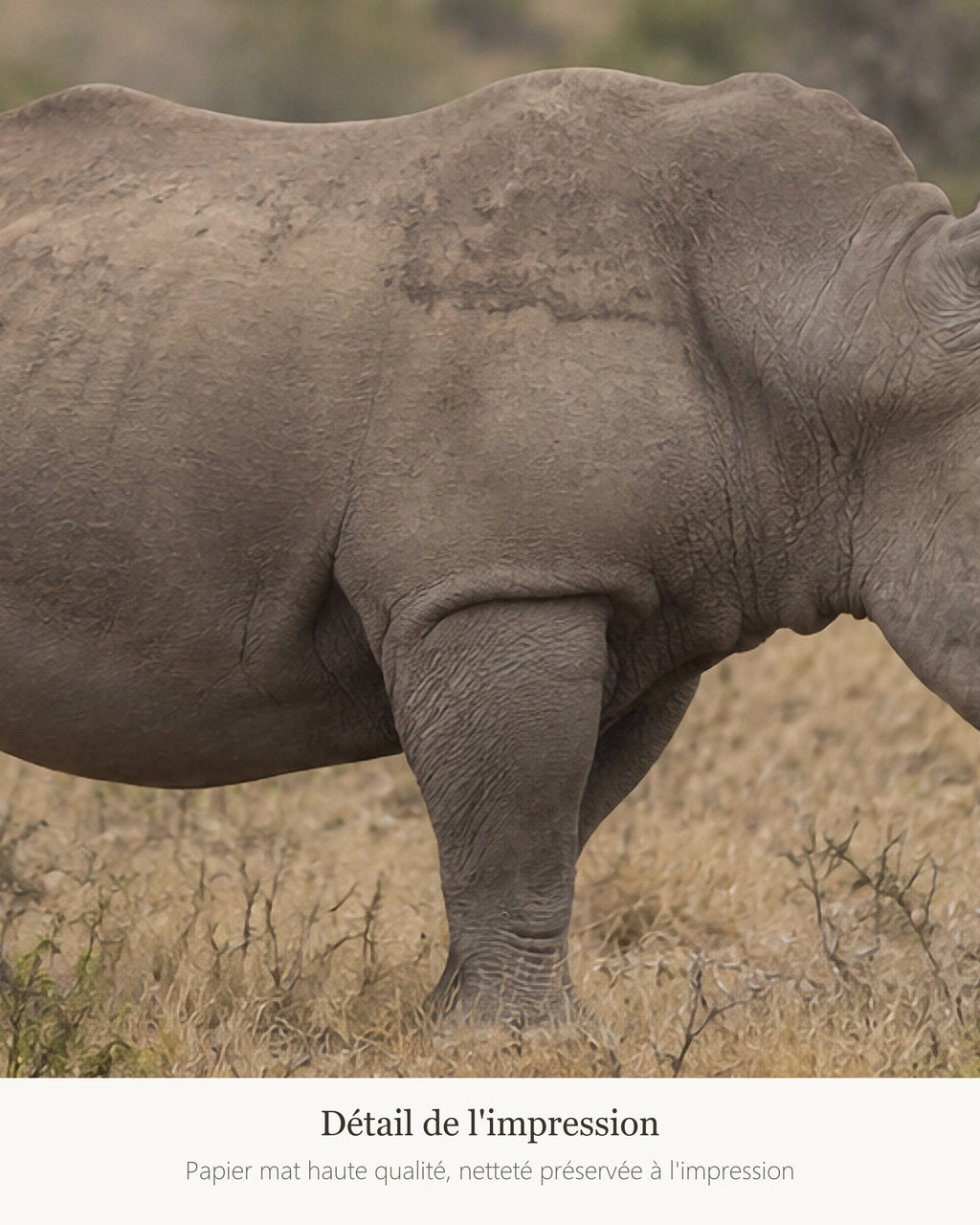 Poster Rhinocéros blanc Sans Cadre - Affiche Animaux Sauvages - Papier Mat - Décoration Murale