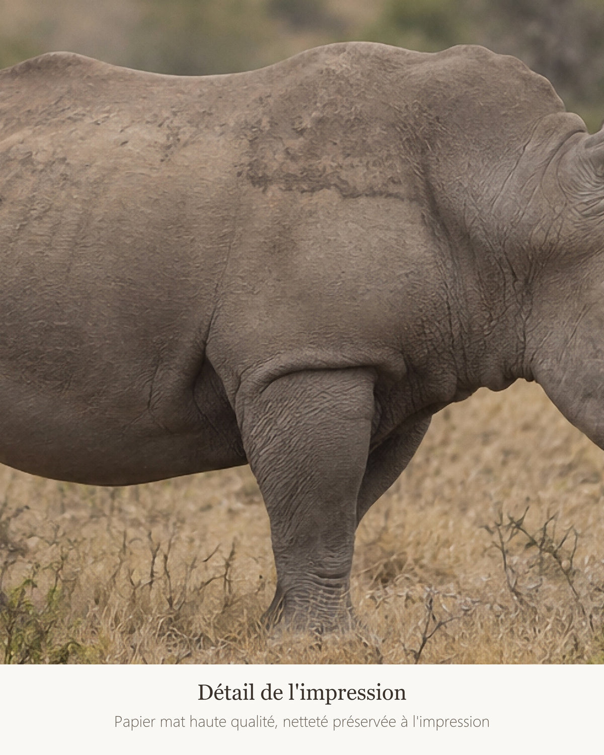 Poster Rhinocéros blanc Sans Cadre - Affiche Animaux Sauvages - Papier Mat - Décoration Murale
