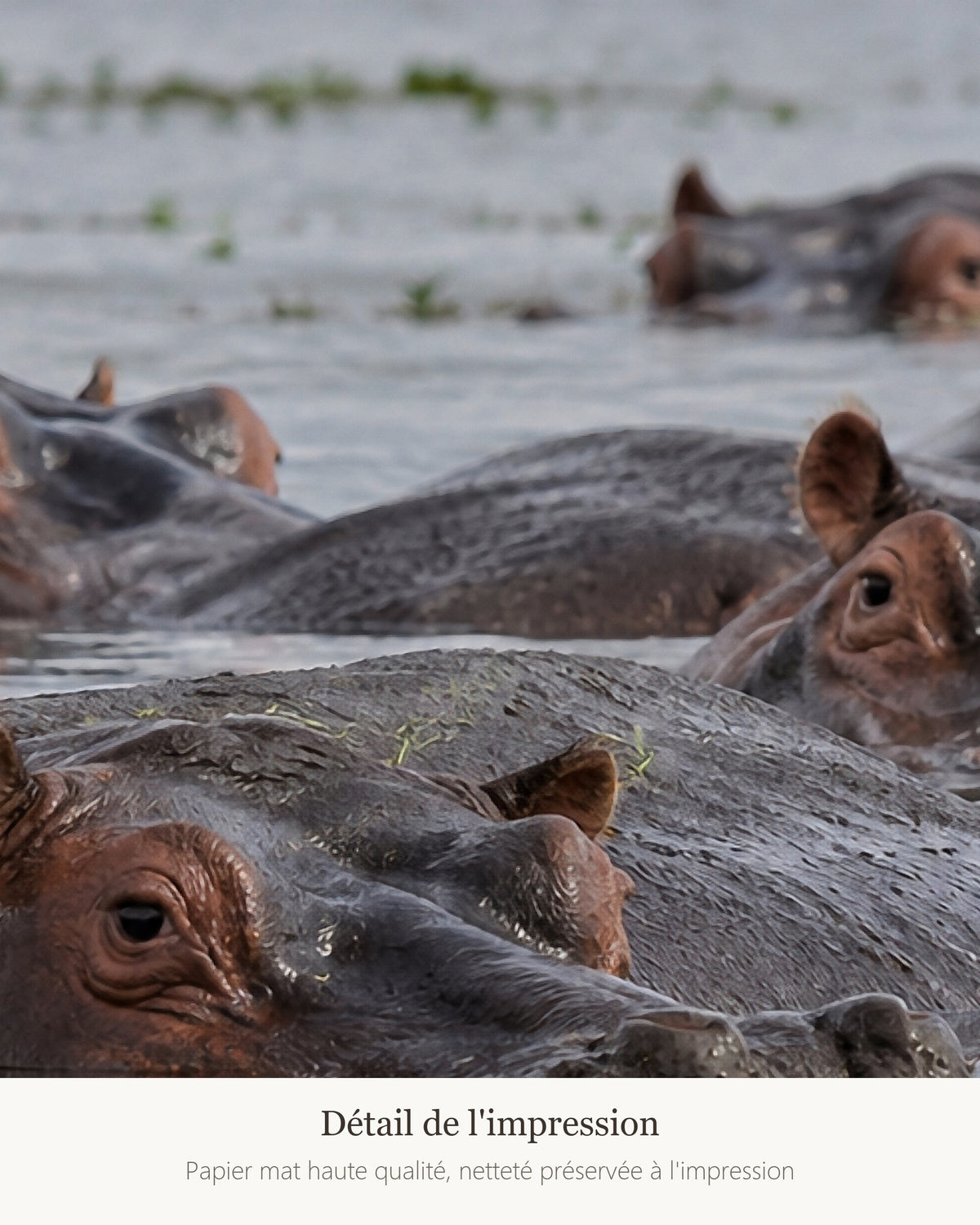 Poster Hippopotames Sans Cadre - Affiche Animaux Sauvages - Papier Mat - Décoration Murale