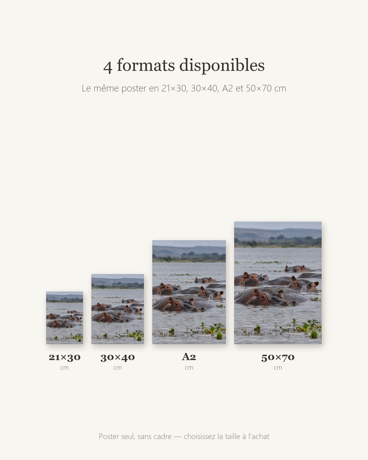 Poster Hippopotames Sans Cadre - Affiche Animaux Sauvages - Papier Mat - Décoration Murale