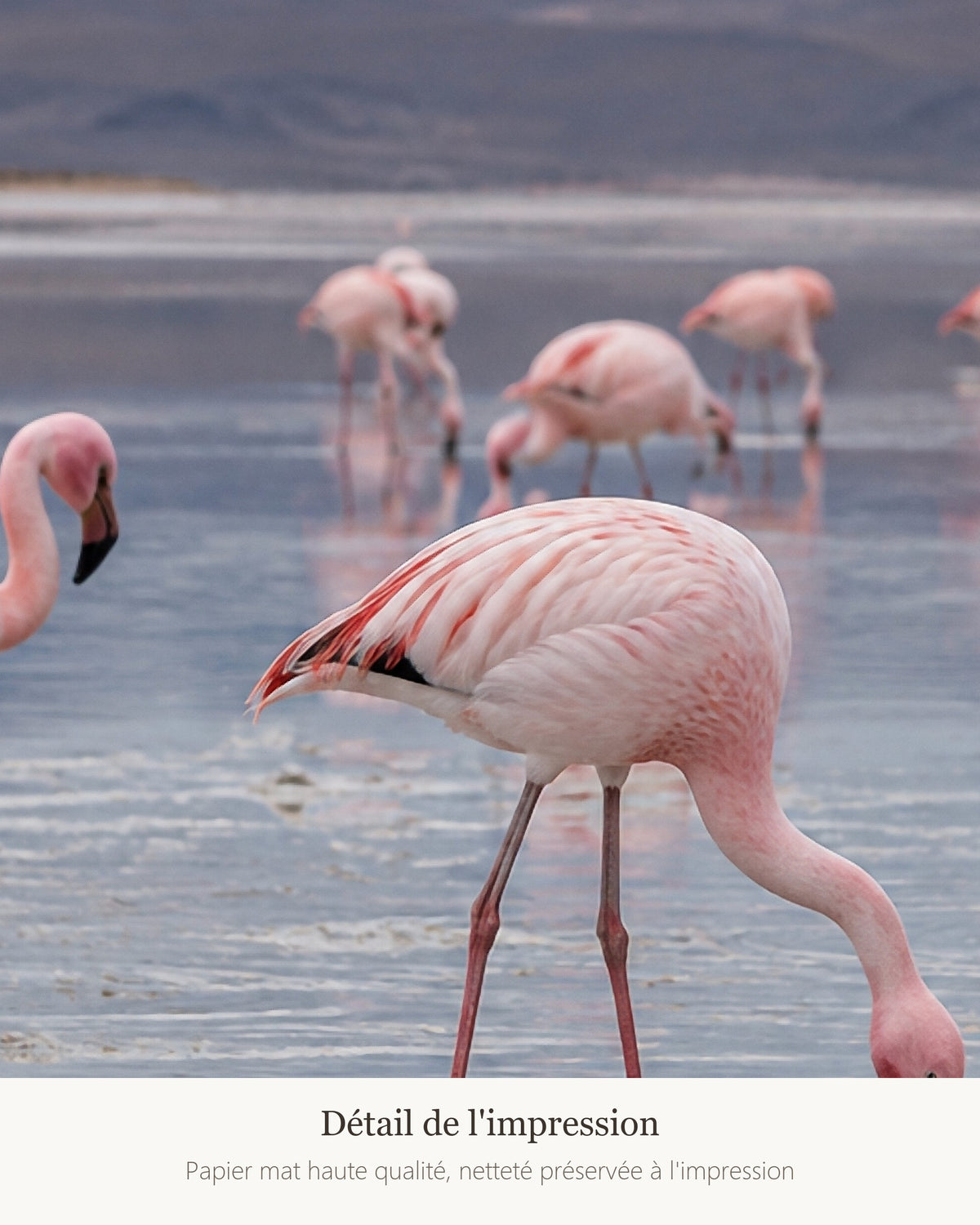 Poster Flamants roses lac salé Sans Cadre - Affiche Animaux Sauvages - Papier Mat - Décoration Murale