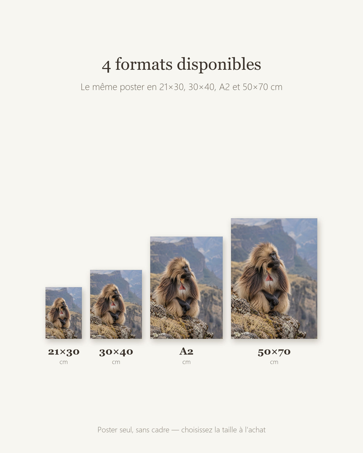 Poster Gelada monts Simien Sans Cadre - Affiche Animaux Sauvages - Papier Mat - Décoration Murale