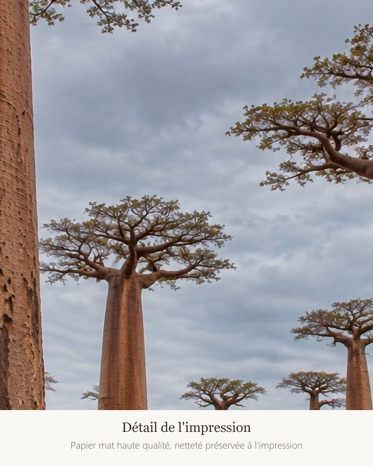 Poster Allée des baobabs Madagascar Sans Cadre - Affiche Nature - Papier Mat - Décoration Murale
