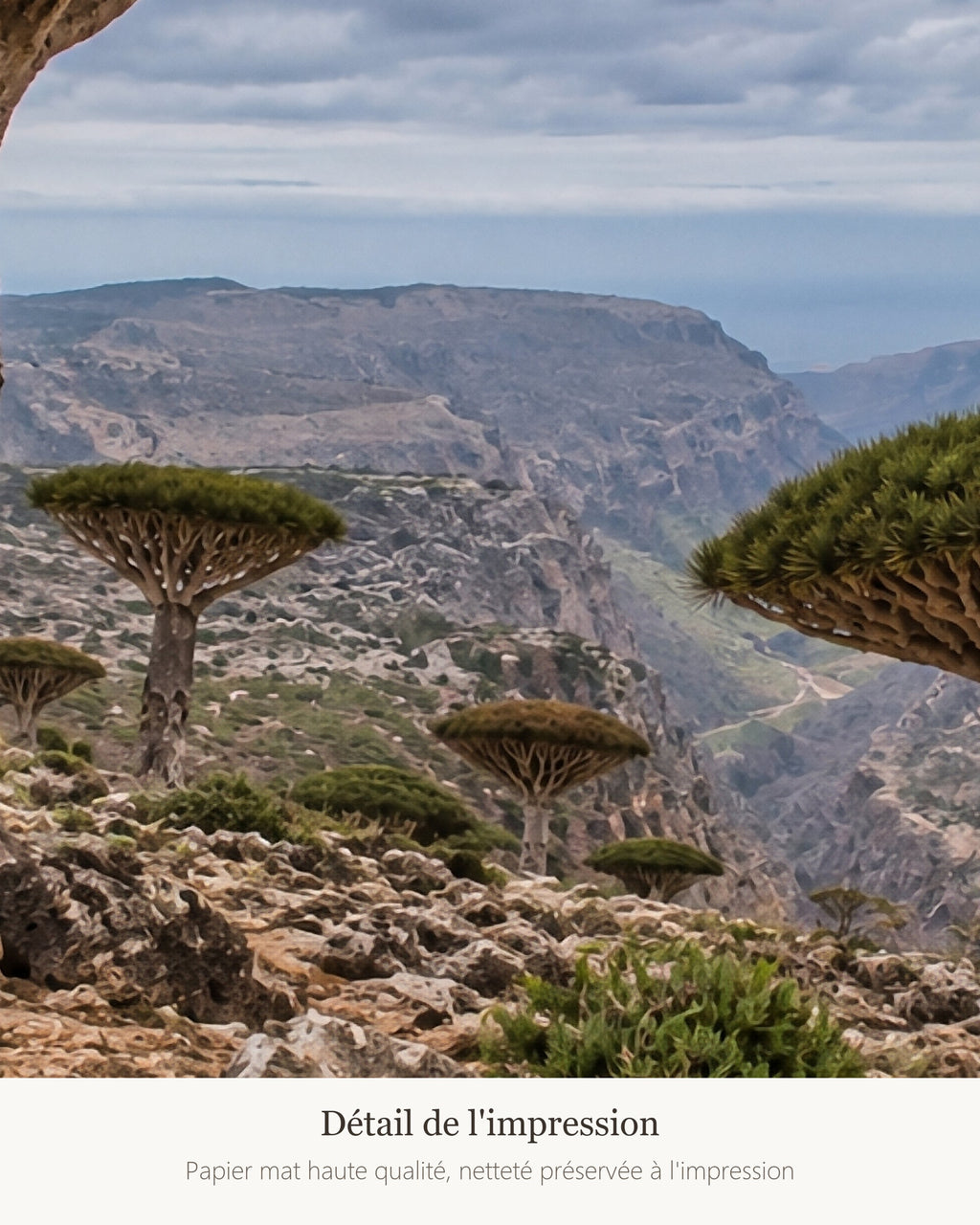 Poster Socotra Yémen Sans Cadre - Affiche Nature - Papier Mat - Décoration Murale