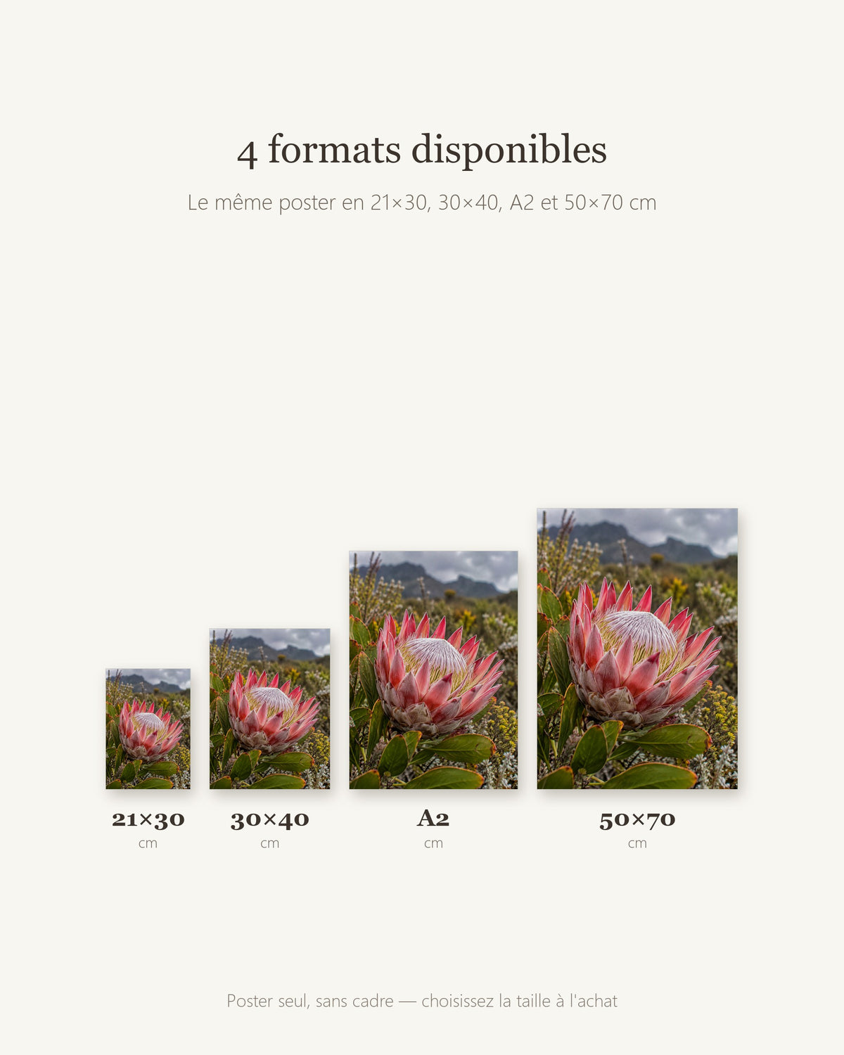 Poster Protée du fynbos Sans Cadre - Affiche Nature - Papier Mat - Décoration Murale