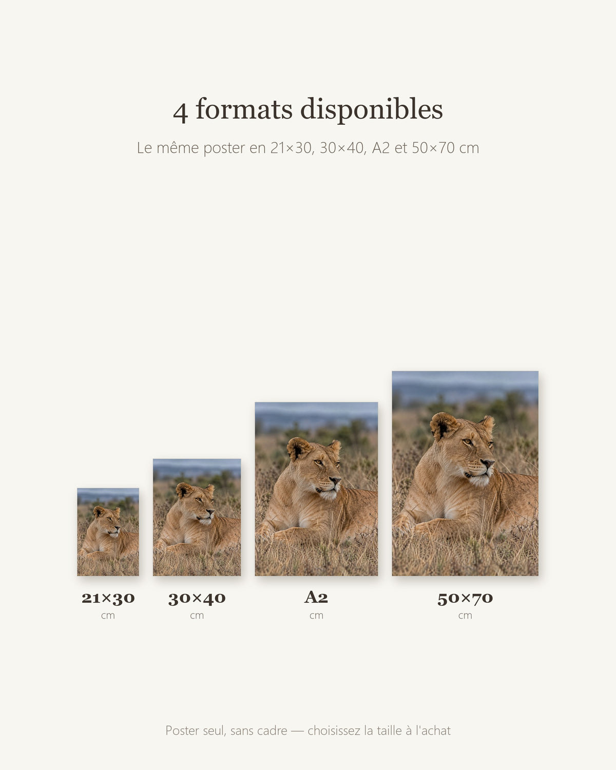 Poster Lionne couchée Sans Cadre - Affiche Animaux Sauvages - Papier Mat - Décoration Murale