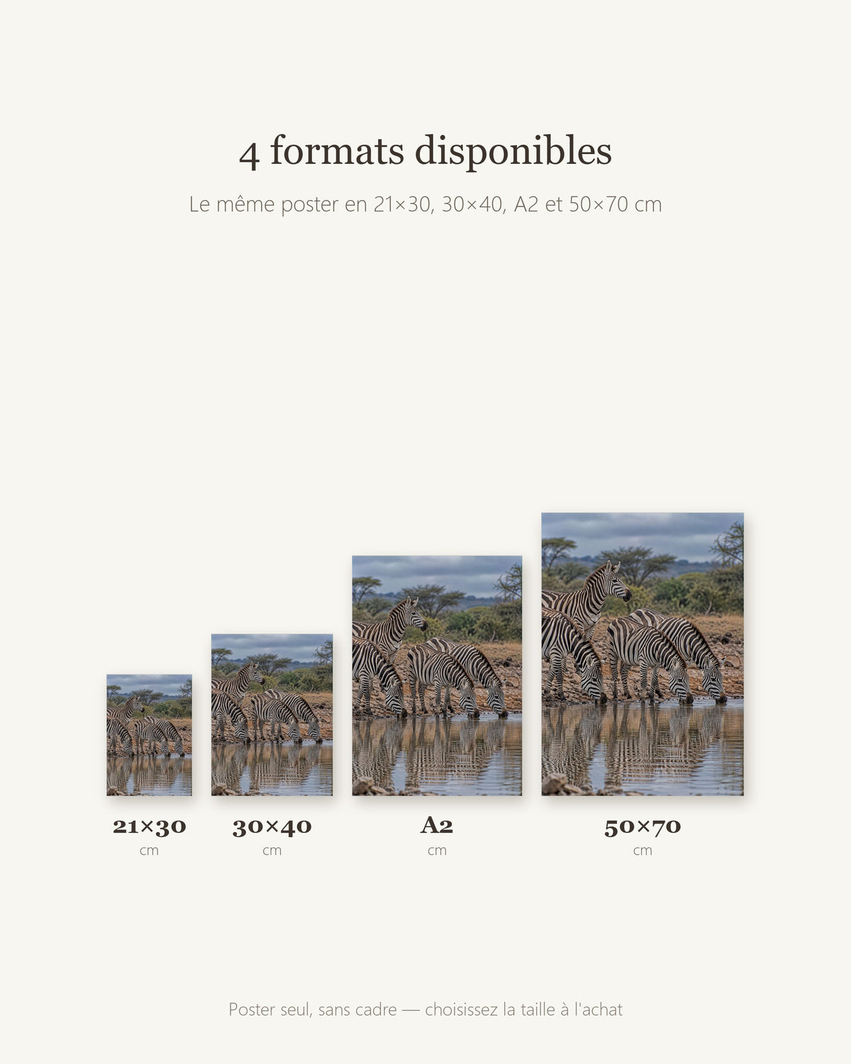 Poster Zèbres au point d'eau Sans Cadre - Affiche Animaux Sauvages - Papier Mat - Décoration Murale