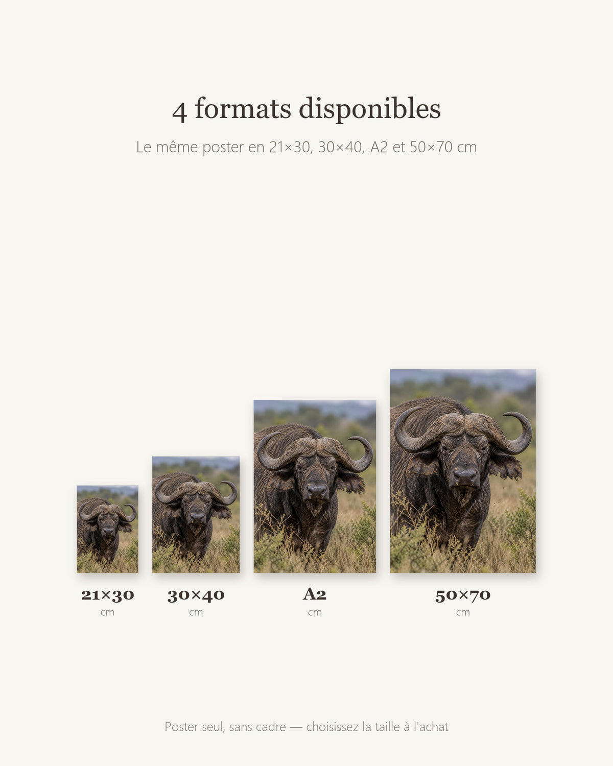 Poster Buffle du Cap Sans Cadre - Affiche Animaux Sauvages - Papier Mat - Décoration Murale