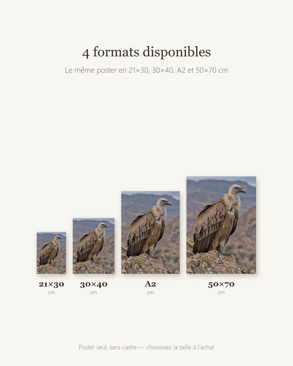 Poster Vautour sur rocher Sans Cadre - Affiche Animaux Sauvages - Papier Mat - Décoration Murale