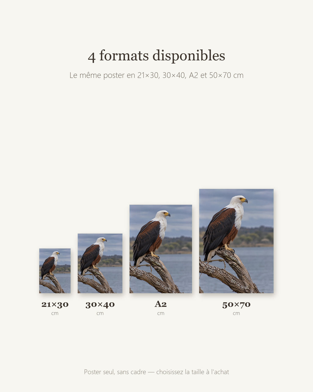 Poster Aigle pêcheur d'Afrique Sans Cadre - Affiche Animaux Sauvages - Papier Mat - Décoration Murale