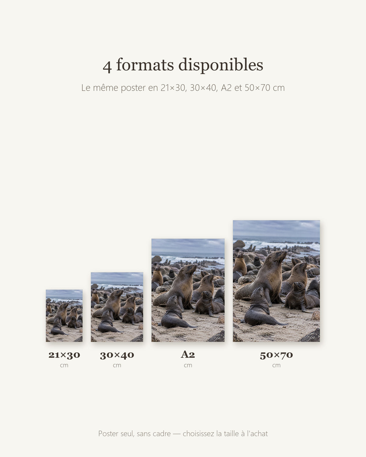 Poster Otaries du Cap Sans Cadre - Affiche Animaux Sauvages - Papier Mat - Décoration Murale