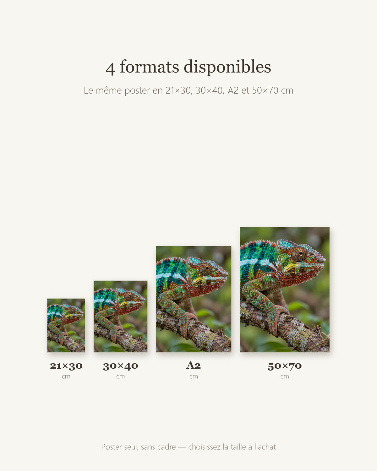 Poster Caméléon panthère Sans Cadre - Affiche Animaux Sauvages - Papier Mat - Décoration Murale