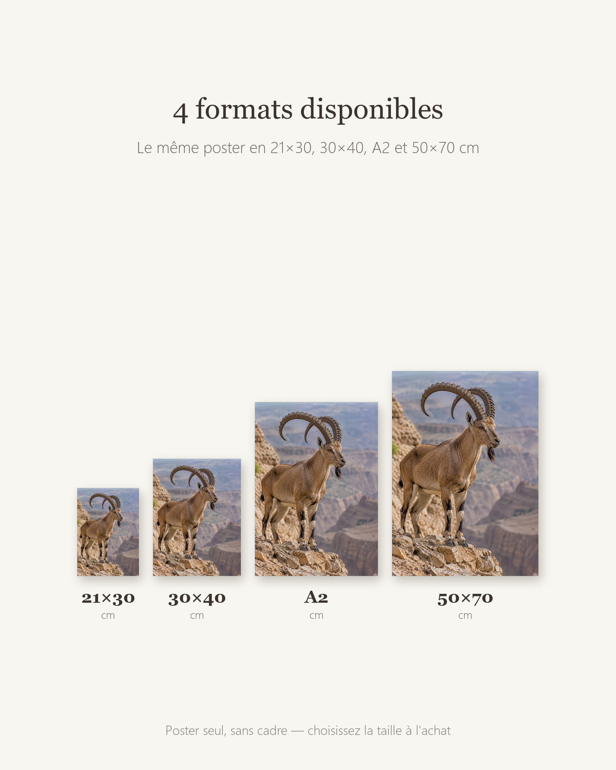Poster Bouquetin de Nubie Sans Cadre - Affiche Animaux Sauvages - Papier Mat - Décoration Murale
