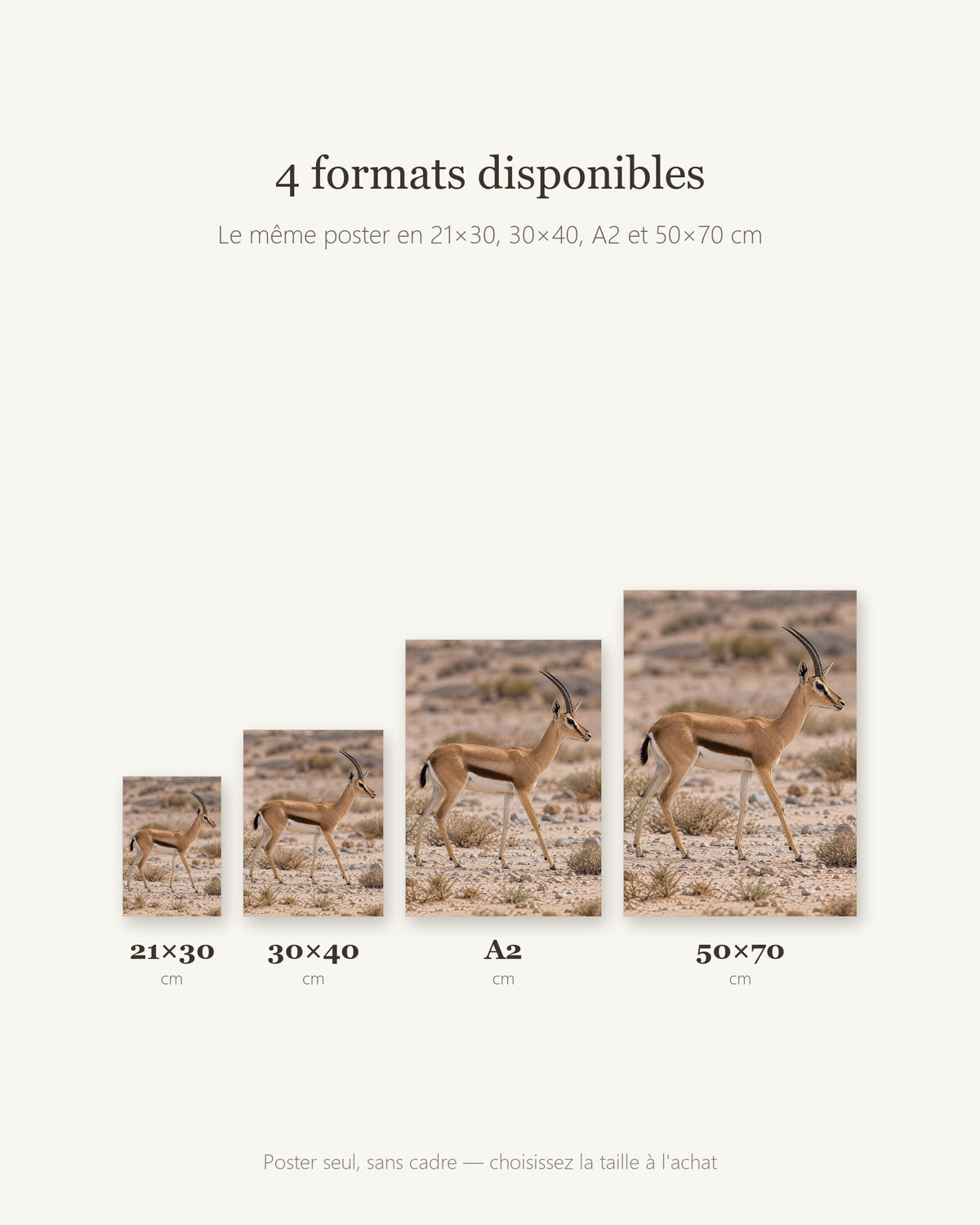 Poster Gazelle dorcas Sans Cadre - Affiche Animaux Sauvages - Papier Mat - Décoration Murale